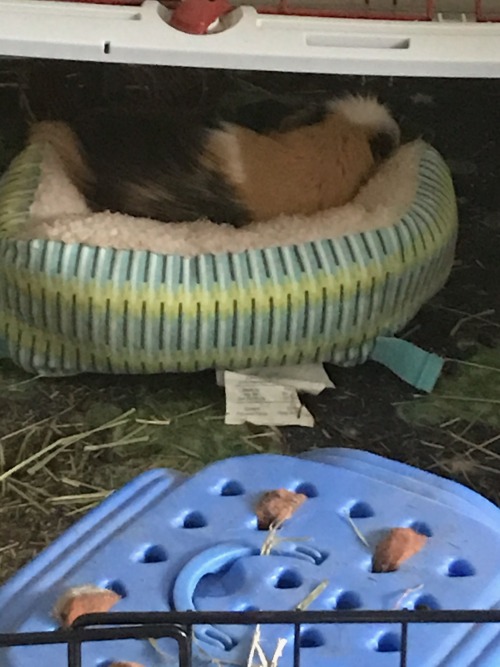 storagespyturtle