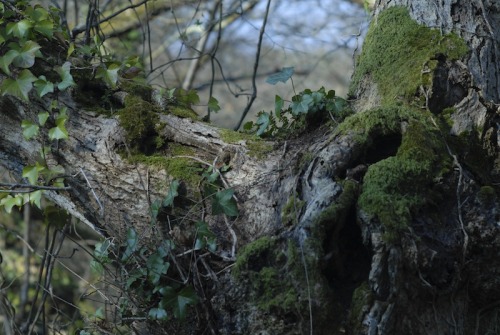 r-eprobate: buron:  Five Lessons from the Woods (vii) ©sydburon - March ‘16     ☾    