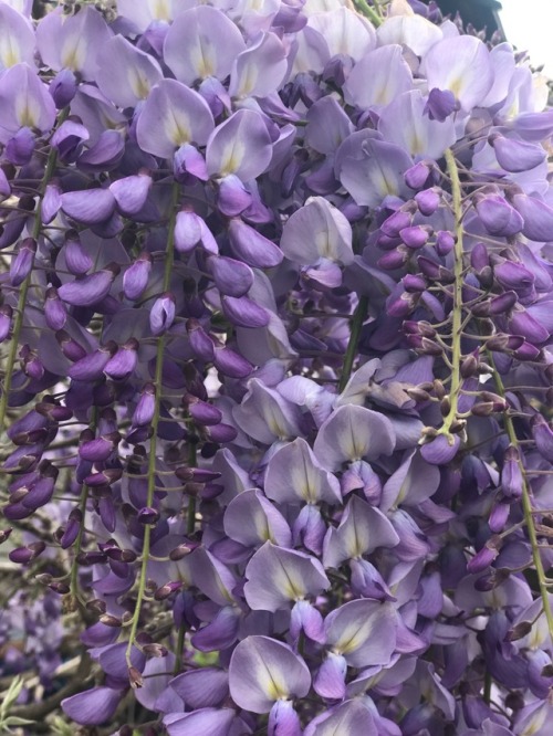 soakmysoulinlsd: captured some beautiful flowers in venice
