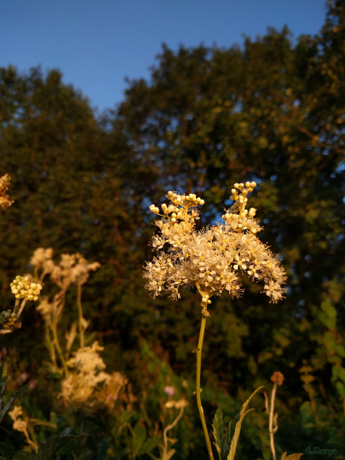 , (. Filipndula Ulmria) , . Meadowsweet (lat. Filipndula Ulmria) Is A Plant That Smells Like Honey.