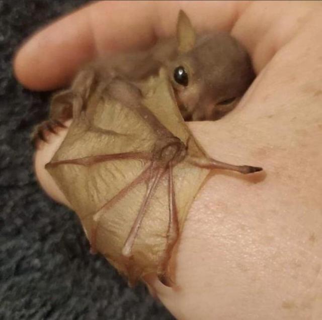 🔥 Little Jinx is progressing well in the Tolga Bat Hospital, in Australia. He is a baby Tube Nosed bat, a fruit eater, whose mother had died. In this photo you can see why bats are called chiroptera which literally translates to hand-wing. #naturezem#nature#photography#naturephotography#naturelovers#art#photo#photographer