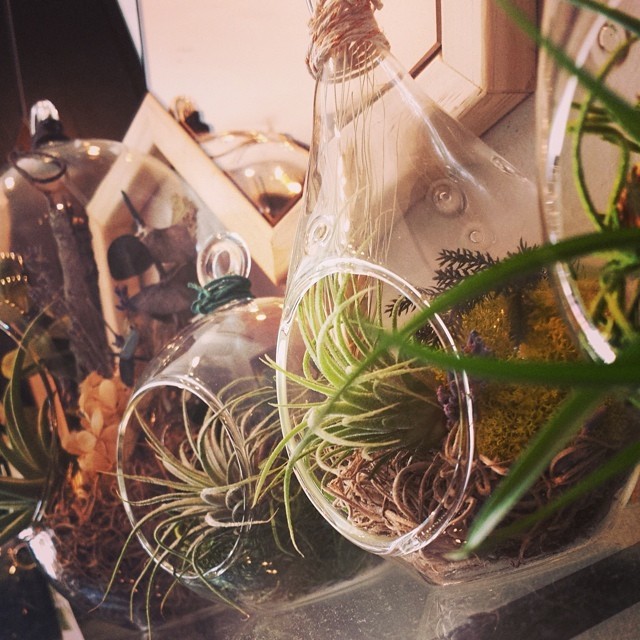 View from the shop
New in! Aeriums from local artist @stitchprism. Full of dried plant life and a living air plant, which only needs a minute of water soaking once a week. Aeriums come with care guides and cord to hang. We think these will be lovely...