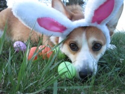 Ladylondonthecorgi:lady Thinks Hunting For Plastic Easter Eggs Is Dumb And Would