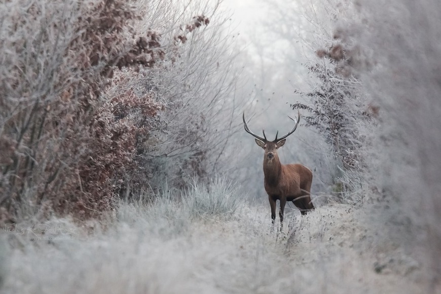 megarah-moon:“Faerie Winter” by Nicolas Le Boulanger  