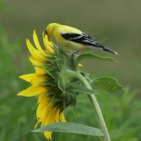 American Goldfinch Stimboard For A Friend! Sources In Order Under Cut :]