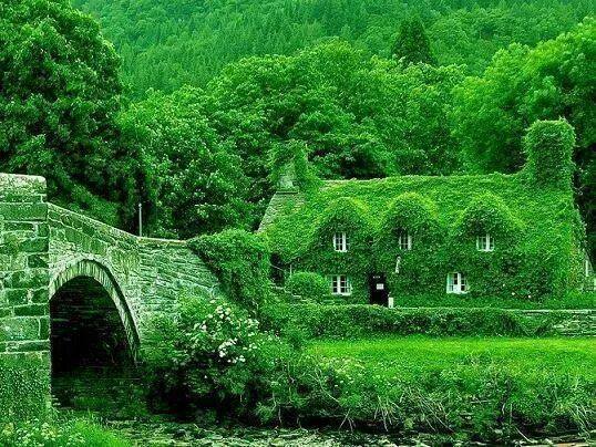 tulipnight:  Green Tunnel by albaderrico on Flickr. 