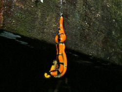 rhamphotheca:  A pair of brightly colored toxic Land Planarians (Bipalium sp.) mating in Gunung Mulu NP, Sarawak, Malaysia. photograph by Bernard Dupont