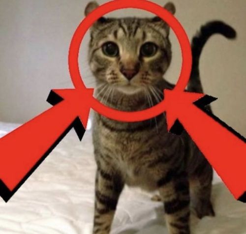 EL GATOOOOO El Gatoooo