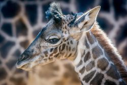 sdzoo:  Baby giraffe born on December 13,