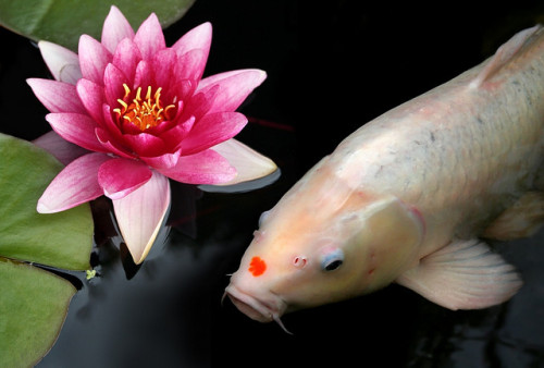 White Koi, Pink Lily