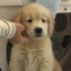 puppywagzz