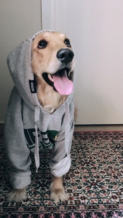 babyanimalgifs:  blessing your dash with photogenic pups