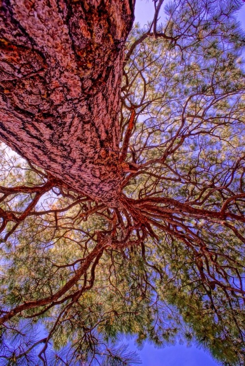 gbiechele: The D. H. Lawrence Tree D. H. Lawrence Ranch, New Mexico This tree was made famous by the