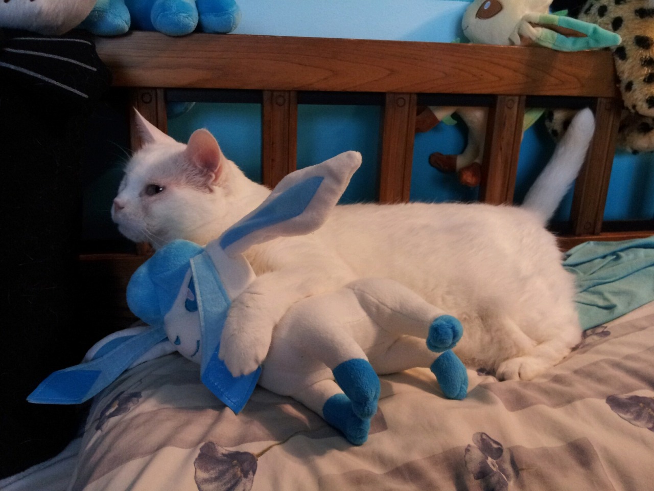 pokemonpalooza:  Just in case you have had a bad day and need photos of a cat cuddling