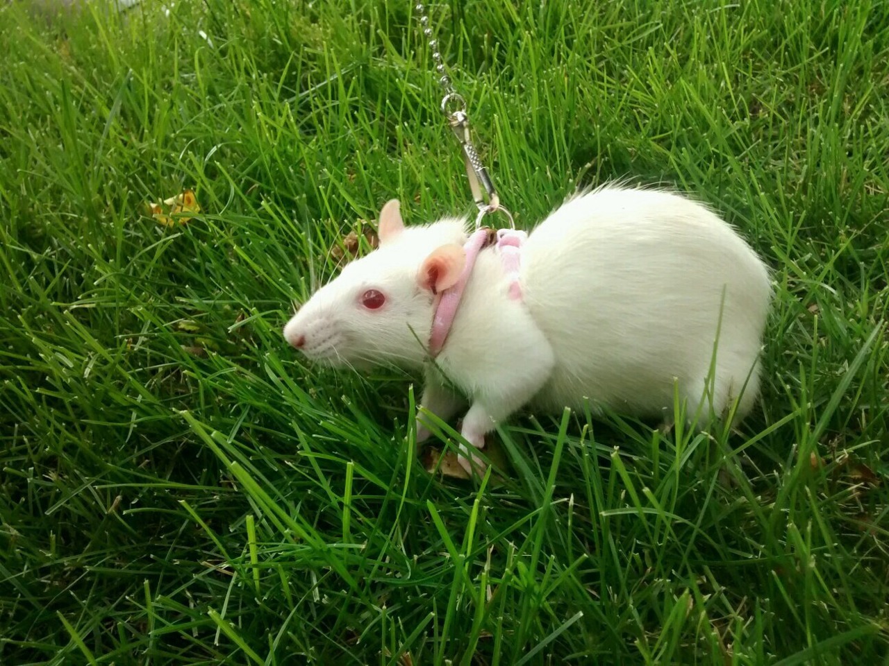 vintagehusky:  Rose on her new leash. She was able to go outside for the first time!