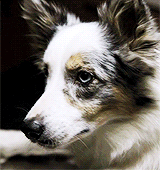 hoechloin:  teen wolf + cute puppies 