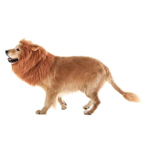 whirelez:Dog Lion ManeThis has been my all time favorite amazon purchase thus far. Whoever came up w