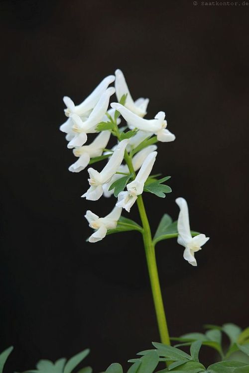 Fumewort, Spring fumewort / Gefingerter Lerchensporn (Corydalis solida)
