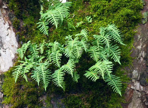 Tree Ferns by Orbmiser on Flickr.