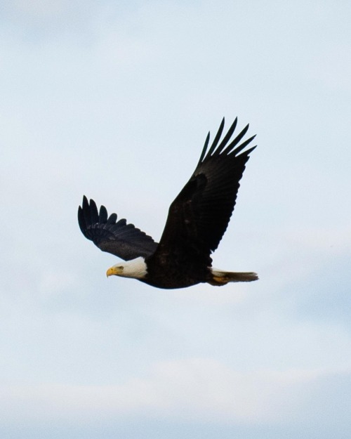 Birding Adventures. This Time I Got To Picture This Beautiful Bald Eagle At Huntington Beach State Park.