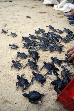 vurtual:  Baby turtles being released (by m for marvellous) 