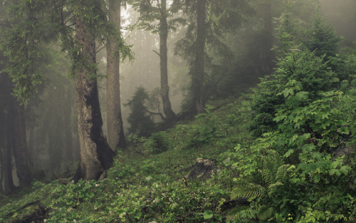 The Magic of the Alps by Jerdess