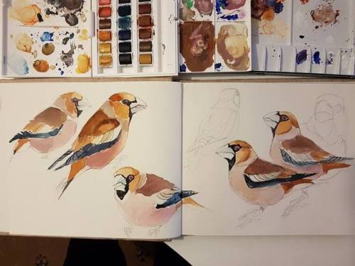 wulfgnar:Hawfinches, digital and watercolour painting!