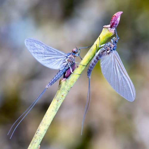 Baetis #baetis #mayfly #mayflies #makrofotografie #makrophotography #insects #naturfotografie #natur