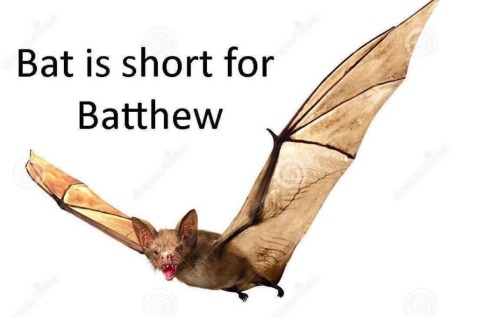 mother-entropy:punkrockboifriend:@mother-entropy you like bats right?::laughs::so, mother-entropy is