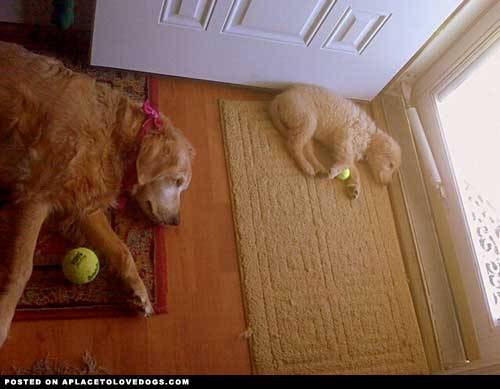 aplacetolovedogs:  The apple doesn’t fall far from the tree. Two adorable Golden Retrievers resting with their tennis balls Original Article
