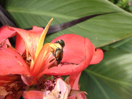 fwends!! japanese beetles