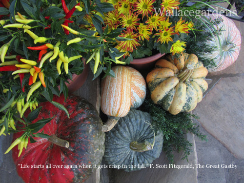 Autumn garden quotes: Fitzgerald, The Great Gatsby. 