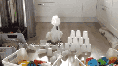 gifsboom:  Video: Harley the Cockatoo Hates Cup Towers