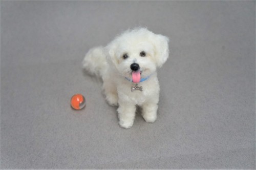 A very happy needle felted Maltipoo.  Happy Mother’s Day!  :-)