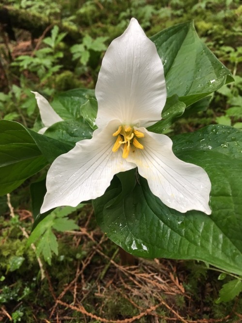 orchid-grower:Trillium ovatum in Washington State. It seems to have a very variable flower shape.