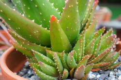 Flora-File:  Aloe Nobilis (By Flora-File)