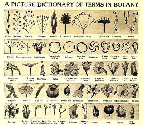 intheheatherbright:Picture-dictionary of Botanical terms.Arthur Mee, ed. The Children’s Encycl