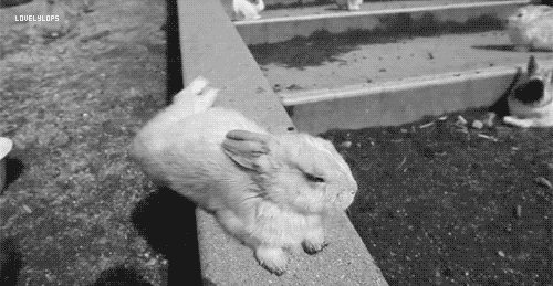 cutefurrythings:  x 