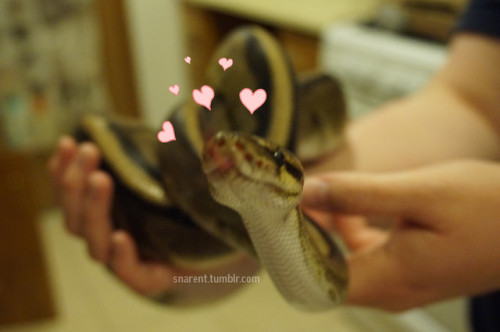 snarent: snek kisses!!!like for kissesreblog for also kissesignore for still kisses anyway Jormungan