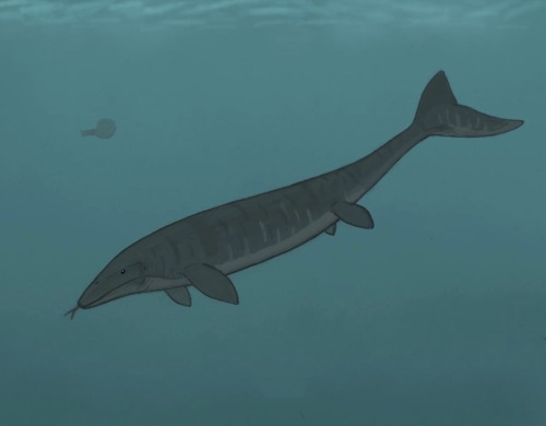 Mosasaurus 