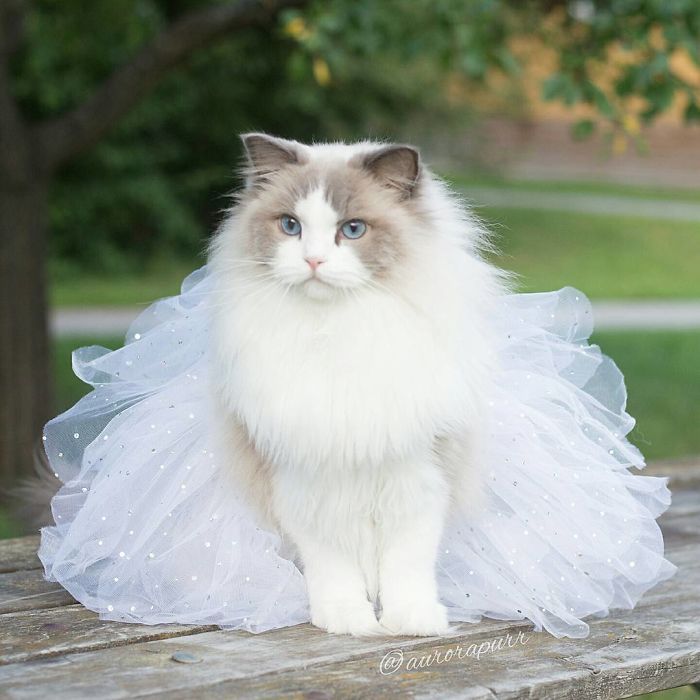 npr:culturenlifestyle:The Most Regal, Friendly and Fluffy Kitten In The World Is