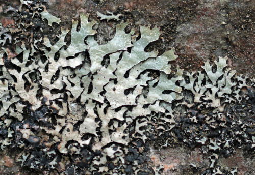 Lichens growing on a  rock.Lavar på en sten.