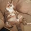 knittykitty26