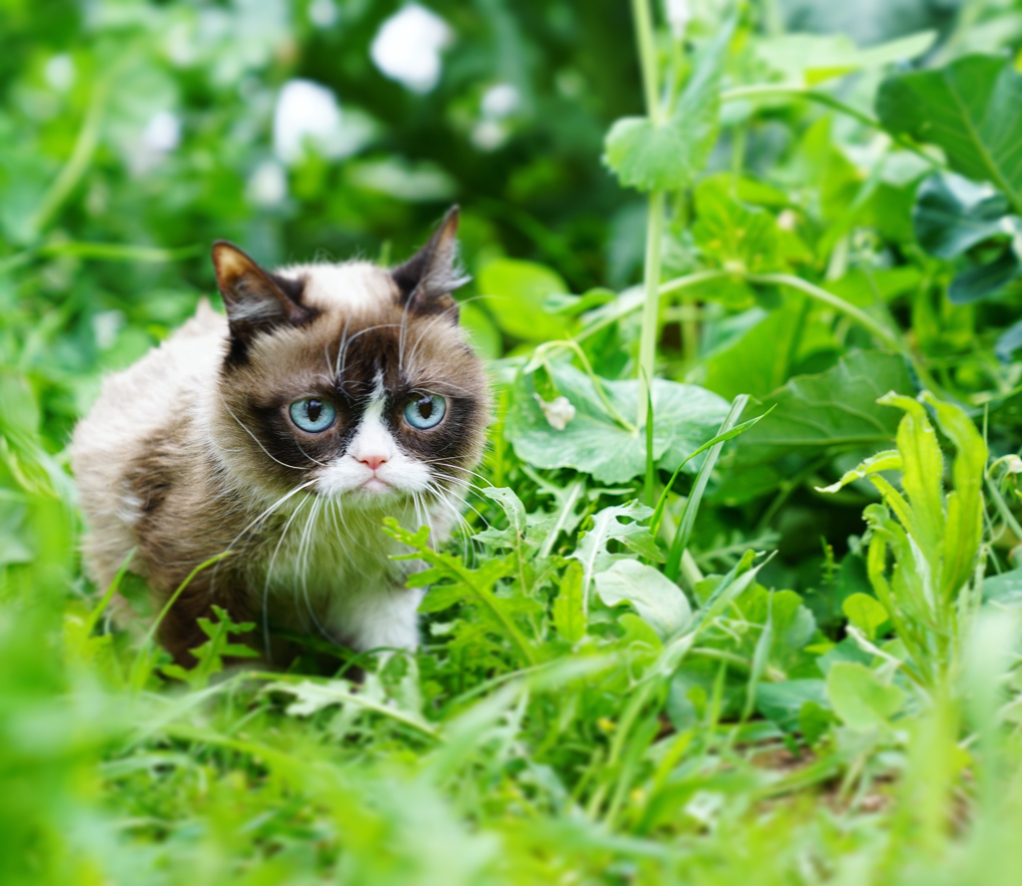 XXX realgrumpycat: photo