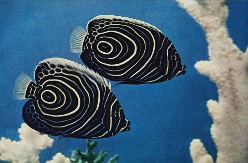 equatorjournal:Gene Wolfsheimer, Young Imperial Angelfish (Pomacanthus imperator); marine, tropical 