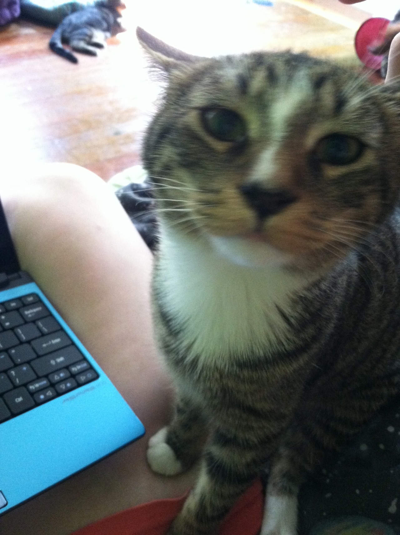 FurBaby Aiden