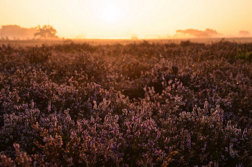 floralls: by  Alice van der Plas