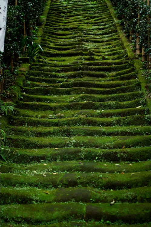 faerieforests: Earliest Stairs by yuo