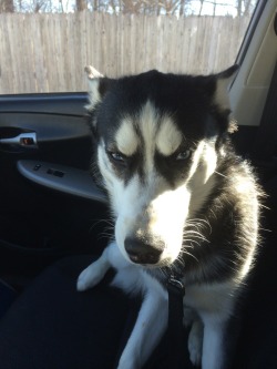 dog-husky:  This is the look of betrayal. 2hrs after getting neutered