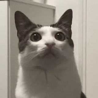Monkeycatluna On Ig